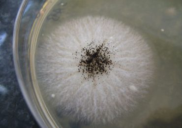 Micologia