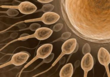 Reprodução Assexuada