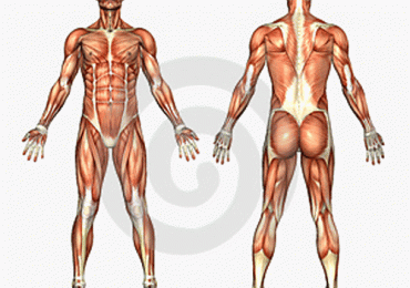 Estruturas e sistemas da anatomia humana