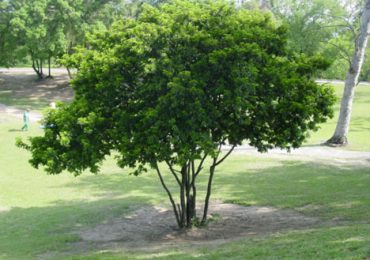 Ciclo do Pau-Brasil