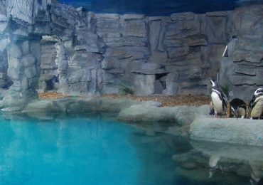 Os mais bonitos Aquários do Brasil