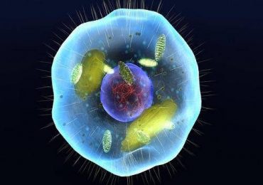 O que é o Transpacífico?