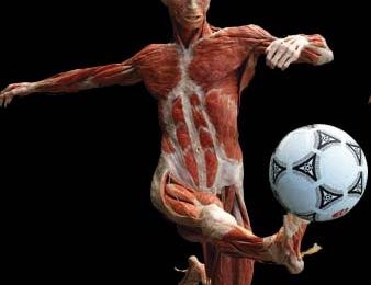 Sistema muscular