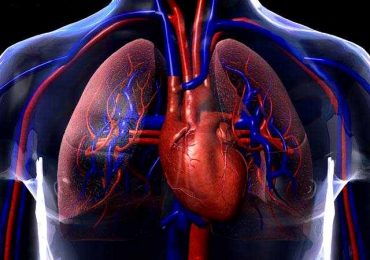 Sistema cardiovascular